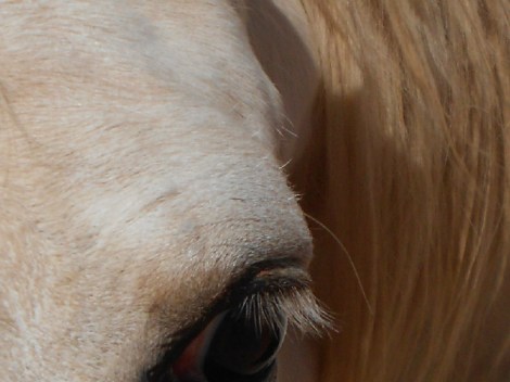 equine eye