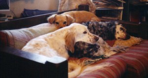 dogs on couch