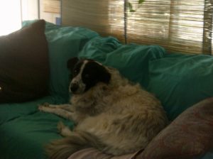 My beautiful picture