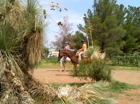My beautiful picture