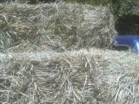 My beautiful picture