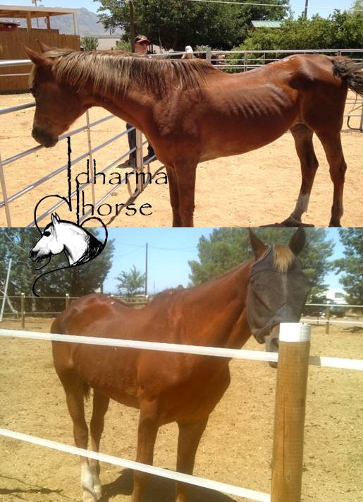 Damaru arrives at Dharmahorse Equine Sanctuary